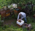 Arbeiten am Bienenstand 1