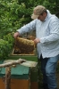 Arbeiten am Bienenstand 2