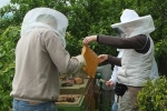 Arbeiten am Bienenstand 3