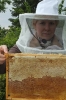 Arbeiten am Bienenstand 4
