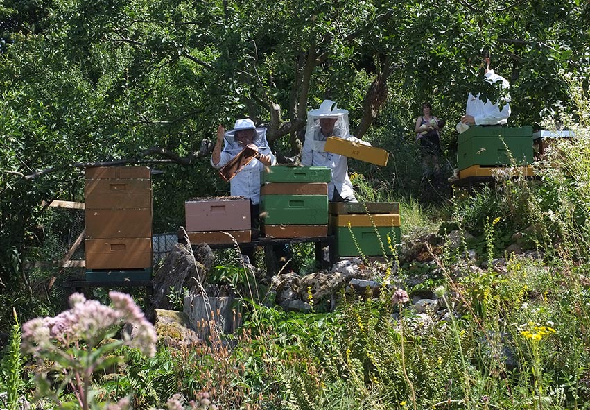 Honigernte Eckis Bienenstand 4