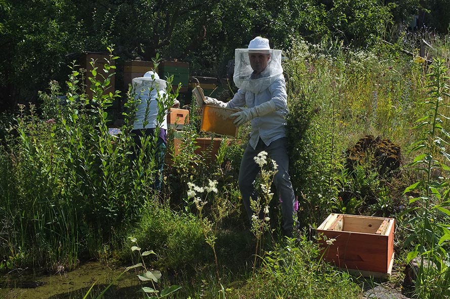 Honigernte Eckis Bienenstand 3