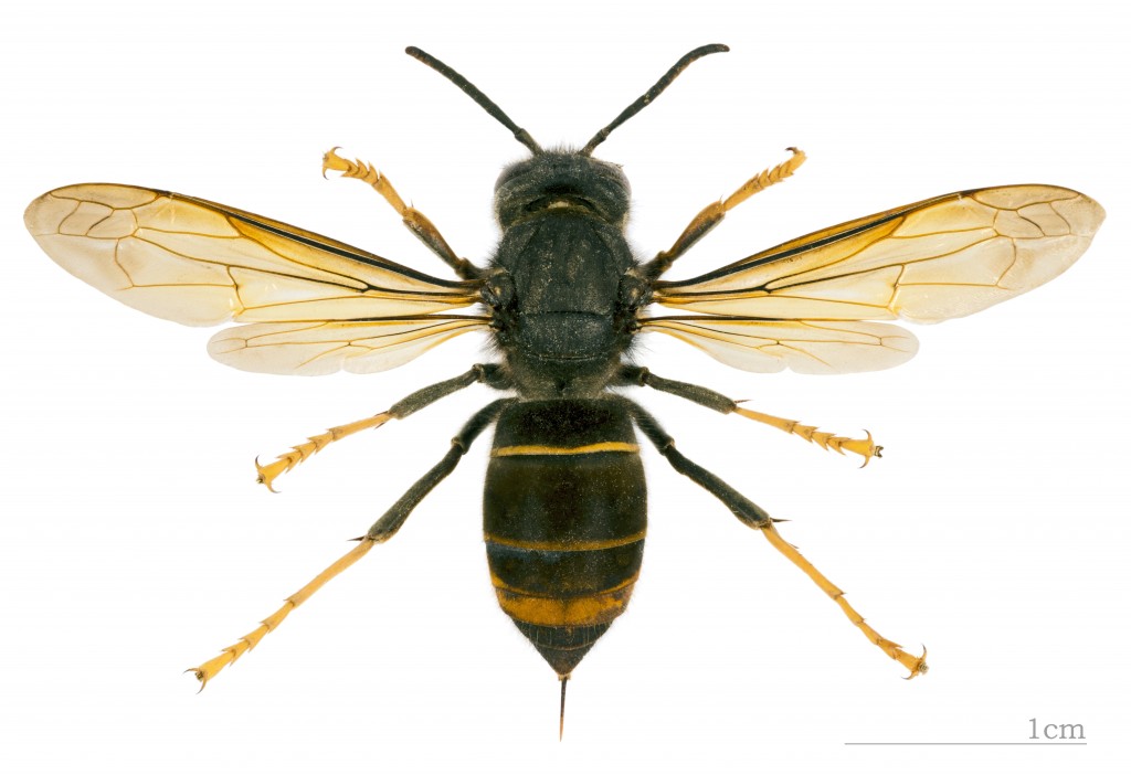 Vespa velutina nigrithorax MHNT dos“ von Didier Descouens - Eigenes Werk. Lizenziert unter CC-BY-SA 4.0 über Wikimedia Commons
