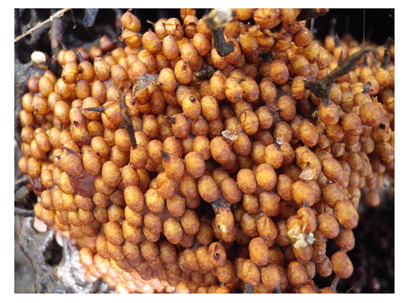 Stachellose Bienen von Kerala 08