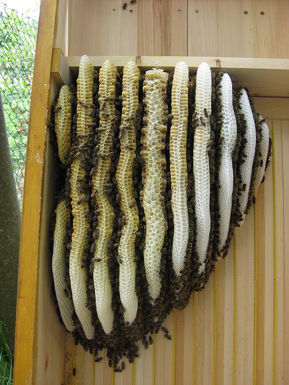 Foto: Ulrike Kohl - Natürlicher Wabenbau in der Bienenkiste