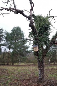 Bienenweide: Selbst gebauter Nistkasten der Wühlmaus-Gruppe „Die Füchse“.
