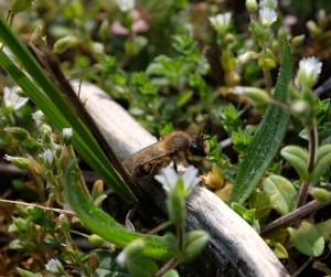 Frühlings-Seidenbiene (Colletes cunicularius)