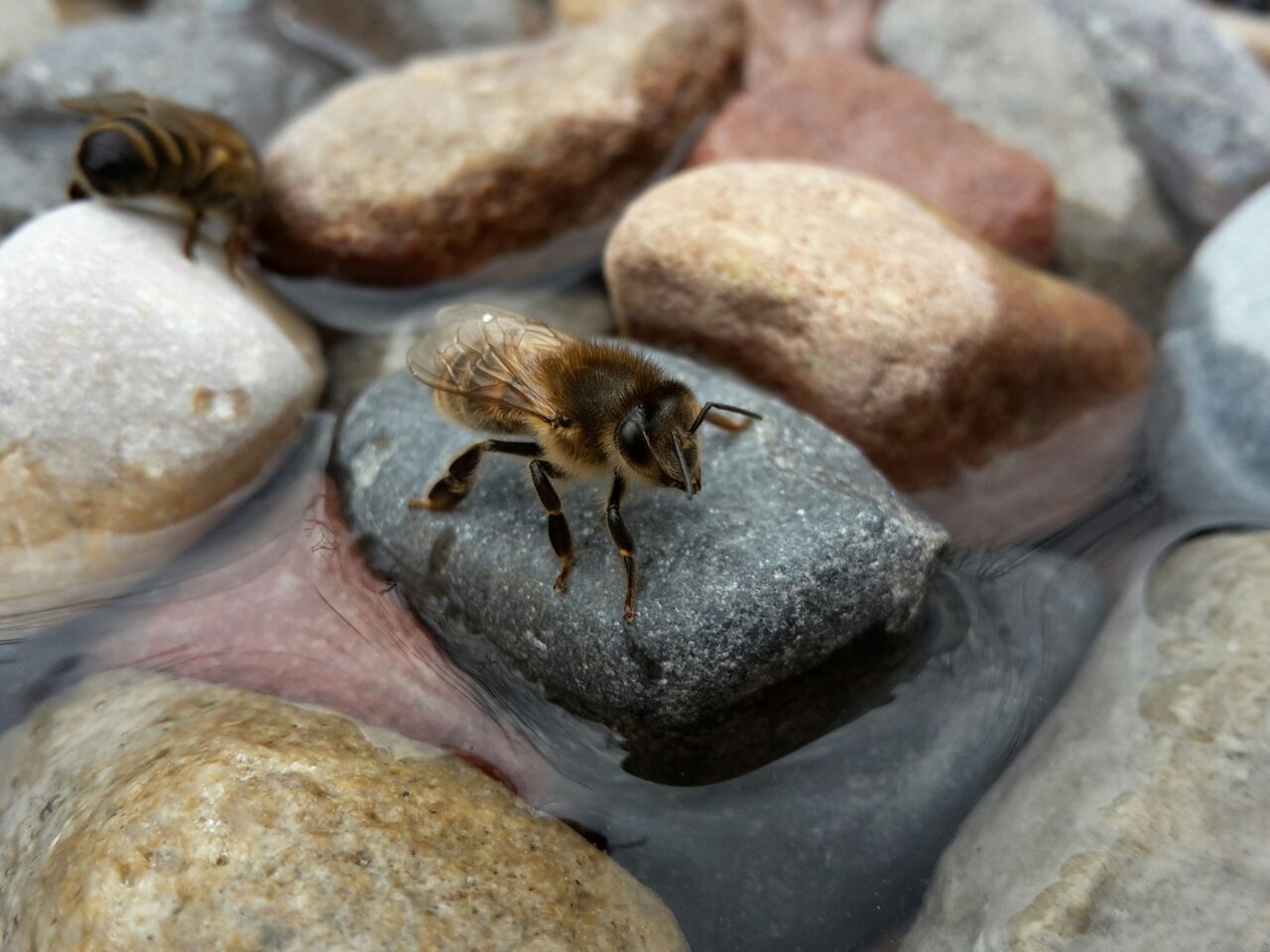 10x Bienenfütterung Füttern Tränken Von Bienen Bienentränke Imkerei Imker 